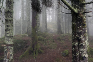 'Don't feed the trolls' står der på et skilt på et træ på vej ind i skoven