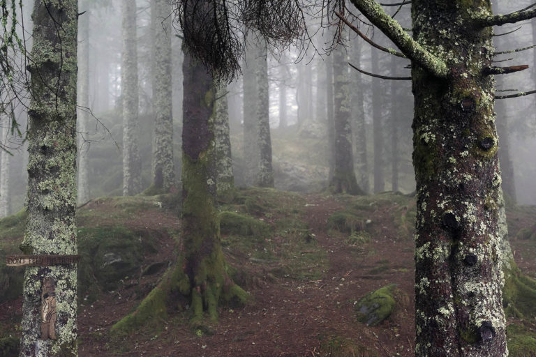 'Don't feed the trolls' står der på et skilt på et træ på vej ind i skoven