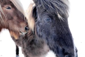 To heste, en sort og en rød, er nysgerrige og vil hilse på fotografen