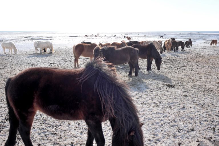 Et hesteparadis nær stranden - de hygger sig alt det, de kan