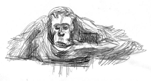 Bare en orangutang, der drikker vand