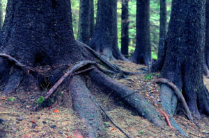 Meget troldeagtige trærødder på træer i fjeldet bag Bergen i Norge