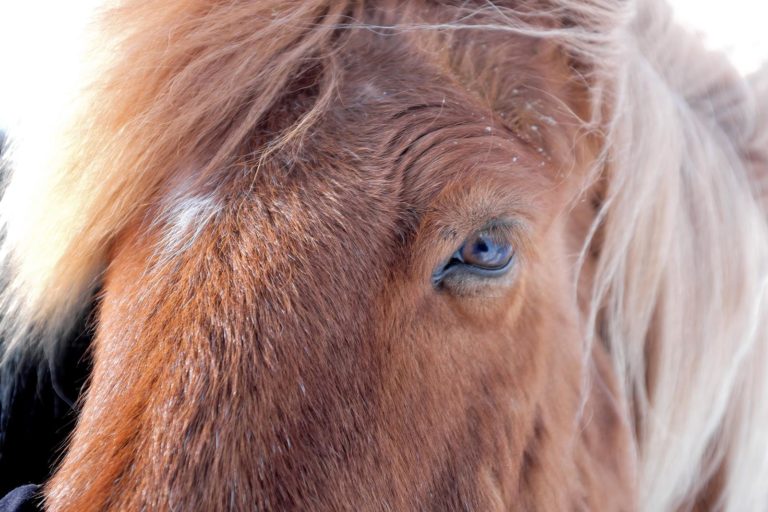 Helt tæt på en rød, islandsk hest